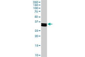 CSN1S1 MaxPab rabbit polyclonal antibody. (Casein alpha S1 anticorps  (AA 1-185))