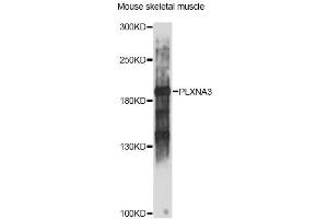 Western blot analysis of extracts of mouse skeletal muscle, using PLXNA3 antibody (ABIN6290799) at 1:1000 dilution. (Plexin A3 anticorps)