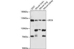 Western blot analysis of extracts of various cell lines, using IPO9 antibody  at 1:3000 dilution. (Importin 9 anticorps  (AA 827-1041))