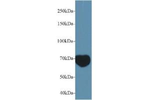 Western blot analysis of Mouse Serum, using Mouse MIB2 Antibody (1 µg/ml) and HRP-conjugated Goat Anti-Rabbit antibody ( (MIB2 anticorps  (AA 546-784))