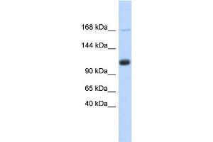 WB Suggested Anti-SR140 Antibody Titration:  0. (SR140 anticorps  (Middle Region))