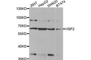 Western blot analysis of extracts of various cell lines, using HSF2 antibody. (HSF2 anticorps)