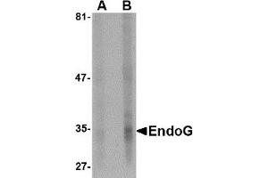 Western Blotting (WB) image for anti-Endonuclease G (ENDOG) antibody (ABIN1031749) (Endonuclease G anticorps)