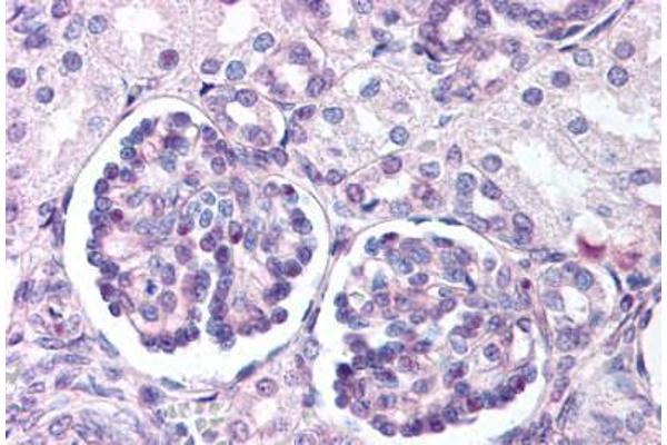 WNT9B anticorps  (Internal Region)