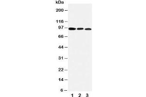 Western blot testing of AHR antibody and mouse samples:  1. (Aryl Hydrocarbon Receptor anticorps  (C-Term))