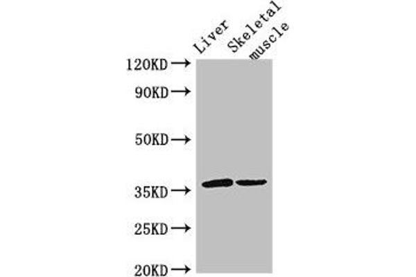 LYVE1 anticorps  (AA 20-238)