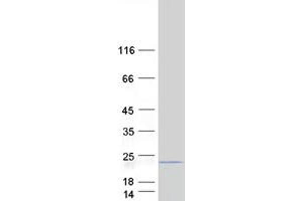 MRPL17 Protein (Myc-DYKDDDDK Tag)