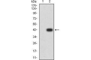 Western blot analysis using ADAMTS1 mAb against HEK293 (1) and ADAMTS1 (AA: 858-960)-hIgGFc transfected HEK293 (2) cell lysate. (ADAMTS1 anticorps  (AA 858-960))