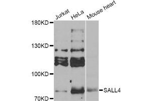 Western blot analysis of extracts of various cell lines, using SALL4 Antibody (ABIN5974283) at 1/1000 dilution. (SALL4 anticorps)