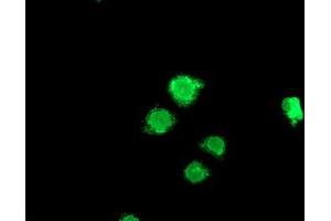 Anti-LPL mouse monoclonal antibody (ABIN2455208) immunofluorescent staining of COS7 cells transiently transfected by pCMV6-ENTRY LPL (RC203766). (Lipoprotein Lipase anticorps)