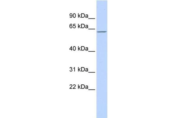 MBD4 anticorps  (Middle Region)