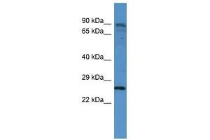 CLTB antibody used at 0. (CLTB anticorps  (C-Term))