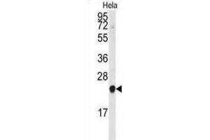 Western Blotting (WB) image for anti-Phosphatidylethanolamine Binding Protein 1 (PEBP1) antibody (ABIN3003677) (PEBP1 anticorps)