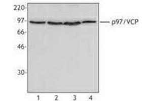 Western Blotting (WB) image for anti-Valosin Containing Protein (VCP) antibody (ABIN2666418) (VCP anticorps)