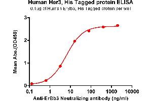 ELISA plate pre-coated by 1 μg/mL (100 μL/well) Human Her3, His tagged protein (ABIN6961140, ABIN7042309 and ABIN7042310) can bind Anti-ErBb3 Neutralizing antibody ABIN7093074 and ABIN7272604 in a linear range of 3. (ERBB3 Protein (AA 20-643) (His tag))