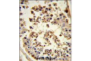 Formalin-fixed and paraffin-embedded human testis tissue reacted with HSP90AB1 Antibody , which was peroxidase-conjugated to the secondary antibody, followed by DAB staining. (HSP90AB1 anticorps  (C-Term))
