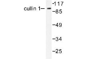 Image no. 1 for anti-Cullin 1 (CUL1) antibody (ABIN265375) (Cullin 1 anticorps)