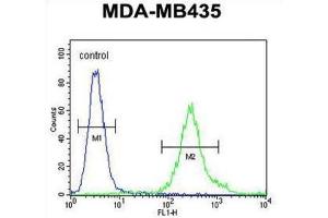 Flow Cytometry (FACS) image for anti-F-Box and Leucine-Rich Repeat Protein 2 (FBXL2) antibody (ABIN3002209) (FBXL2 anticorps)