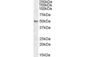 Western Blotting (WB) image for anti-TEA Domain Family Member 2 (TEAD2) (Internal Region) antibody (ABIN2464233) (TEAD2 anticorps  (Internal Region))