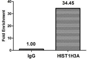 Chromatin Immunoprecipitation Hela (4*10 6 , treated with 30 mM sodium butyrate for 4h) were treated with Micrococcal Nuclease, sonicated, and immunoprecipitated with 5 μg anti-HIST1H3A (ABIN7139180) or a control normal rabbit IgG. (HIST1H3A anticorps  (acLys37))