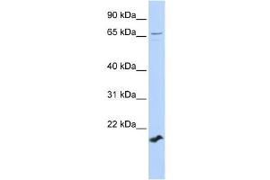 Western Blotting (WB) image for anti-Zinc Finger Protein 37 Homolog (ZFP37) antibody (ABIN2458028) (ZFP37 anticorps)