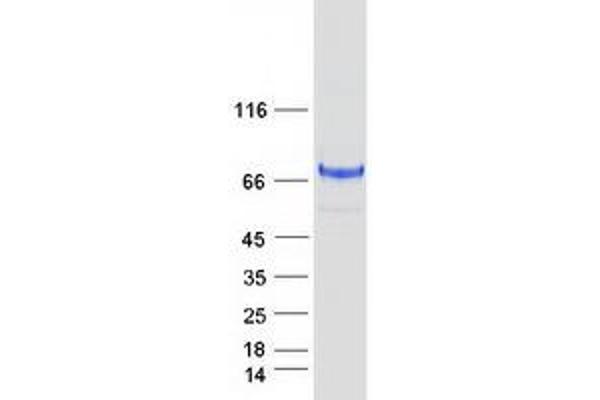 C18orf8 Protein (Myc-DYKDDDDK Tag)