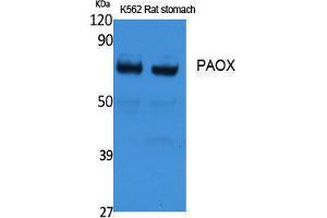 Western Blotting (WB) image for anti-Polyamine Oxidase (Exo-N4-Amino) (PAOX) (Internal Region) antibody (ABIN3178129) (PAOX anticorps  (Internal Region))