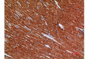 Immunohistochemistry (IHC) analysis of paraffin-embedded Mouse Heart, antibody was diluted at 1:100. (ANGPTL1 anticorps  (Internal Region))