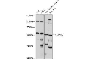 Western blot analysis of extracts of various cell lines, using AMPKα2 antibody (ABIN6129903, ABIN6146170, ABIN6146172 and ABIN6218273) at 1:1000 dilution. (PRKAA2 anticorps  (AA 343-552))