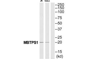 Western Blotting (WB) image for anti-Membrane-Bound Transcription Factor Peptidase, Site 1 (MBTPS1) (C-Term) antibody (ABIN1851539) (MBTPS1 anticorps  (C-Term))