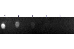 Dot Blot of F(ab)2 Rabbit Anti-Goat IgG (H&L) Antibody Texas Conjugated Dot Blot of F(ab)2 Anti-Goat IgG (H&L) Antibody Texas Red Conjugated. (Lapin anti-Chévre IgG (Heavy & Light Chain) Anticorps (Texas Red (TR)) - Preadsorbed)