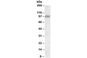 Western blot testing of human skeletal muscle lysate with DAG antibody at 0. (Dystroglycan anticorps)