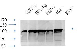 Western Blot analysis of HCT116 (1), HEK293 (2), MCF-7 (3), A594 (4), K562 (5), diluted at 1:1000. (Calnexin anticorps)