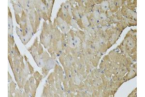 Immunohistochemistry (Paraffin-embedded Sections) (IHC (p)) image for anti-Glyceraldehyde-3-Phosphate Dehydrogenase (GAPDH) (AA 1-335) antibody (ABIN3020538)