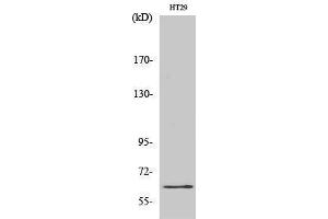 Western Blotting (WB) image for anti-c-Fos (c-Fos) (Ser387) antibody (ABIN3183883) (c-FOS anticorps  (Ser387))