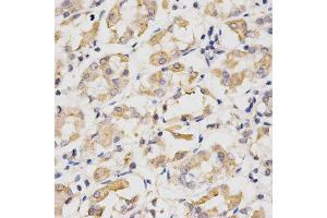 Immunohistochemistry of paraffin-embedded human stomach using CDC20 antibody at dilution of 1:200 (x400 lens) (CDC20 anticorps  (AA 1-270))