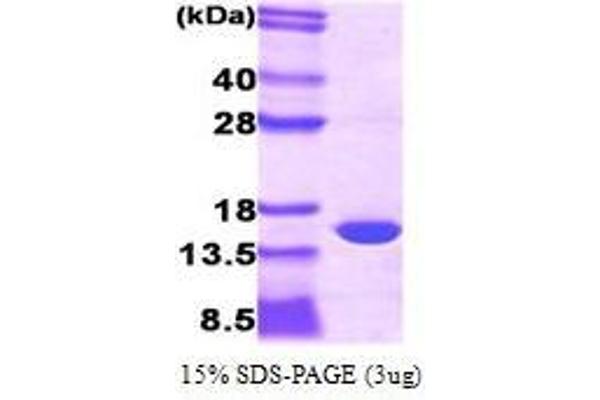 PMP2 Protein (AA 1-132)