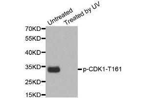Western Blotting (WB) image for anti-Cyclin-Dependent Kinase 1 (CDK1) (pTyr15) antibody (ABIN1870049) (CDK1 anticorps  (pTyr15))