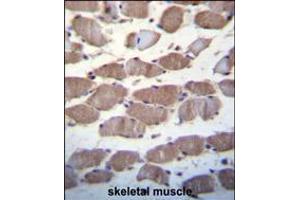 USP29 Antibody immunohistochemistry analysis in formalin fixed and paraffin embedded human skeletal muscle followed by peroxidase conjugation of the secondary antibody and DAB staining. (USP29 anticorps  (AA 660-690))