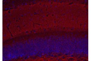 Indirect immunostaining of PFA fixed mouse hippocampus section (dilution 1 : 500; red). (Complexin 1, 2 (C-Term) anticorps)