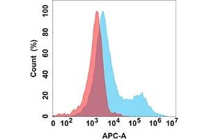 Flow cytometry analysis with Anti-CD37 (DM166) on Expi293 cells transfected with human CD37 (Blue histogram) or Expi293 transfected with irrelevant protein (Red histogram). (CD37 anticorps  (AA 112-241))