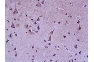 Formalin-fixed and paraffin embedded rat brain labeled with Rabbit Anti FABP7/BLBP/FABP(brain) Polyclonal Antibody, Unconjugated (ABIN739475) at 1:200 followed by conjugation to the secondary antibody and DAB staining (FABP7 anticorps  (AA 6-23))