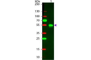 Western Blot of Donkey anti-Rabbit IgG Pre-Absorbed Rhodamine Conjugated Secondary Antibody. (Âne anti-Lapin IgG (Heavy & Light Chain) Anticorps (TRITC) - Preadsorbed)