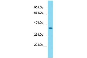 Western Blotting (WB) image for anti-Olfactory Receptor 3 (OLFR3) (Middle Region) antibody (ABIN2449820) (OLFR3 anticorps  (Middle Region))
