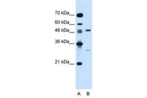 Image no. 1 for anti-Colony Stimulating Factor 1 (Macrophage) (CSF1) (N-Term) antibody (ABIN6736671) (M-CSF/CSF1 anticorps  (N-Term))