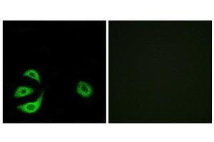 Immunofluorescence (IF) image for anti-Acyl-CoA Thioesterase 8 (ACOT8) (Internal Region) antibody (ABIN1850687) (ACOT8 anticorps  (Internal Region))