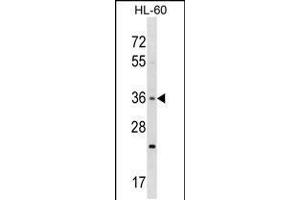 Western blot analysis in HL-60 cell line lysates (35ug/lane). (TAS2R7 anticorps  (C-Term))