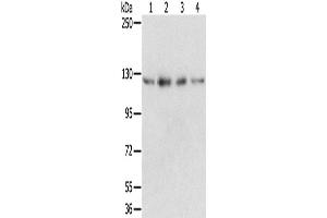Western Blotting (WB) image for anti-RNA Binding Motif Protein 5 (RBM5) antibody (ABIN2424058) (RBM5 anticorps)