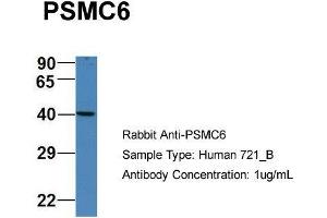 Host: Rabbit Target Name: PSMC6 Sample Type: Human 721_B Antibody Dilution: 1. (PSMC6 anticorps  (C-Term))