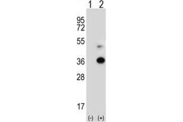 ANGPTL7 anticorps  (AA 300-350)